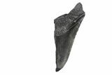 Partial, Fossil Megalodon Tooth - South Carolina #240131-1